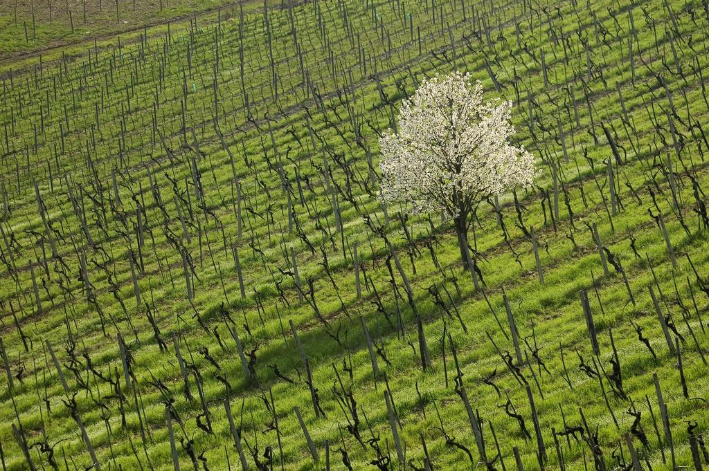 Agriturismo Buondonno Кастелина ин Кианти Екстериор снимка